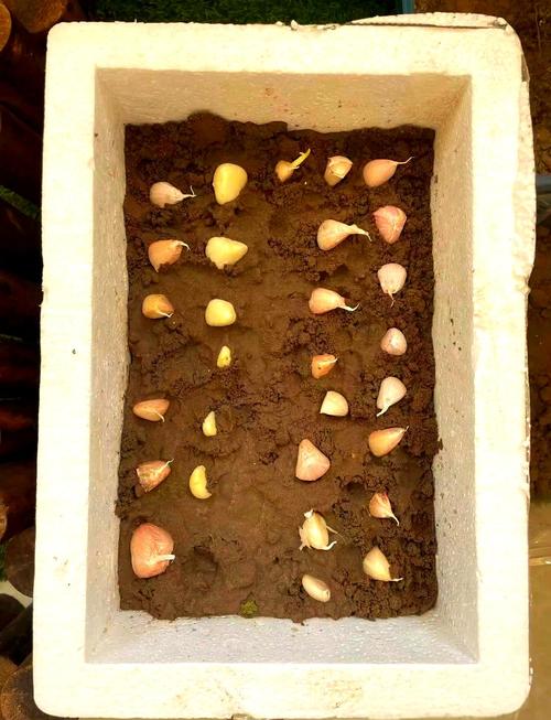 哪些蒜苗品种适合种植？-图2