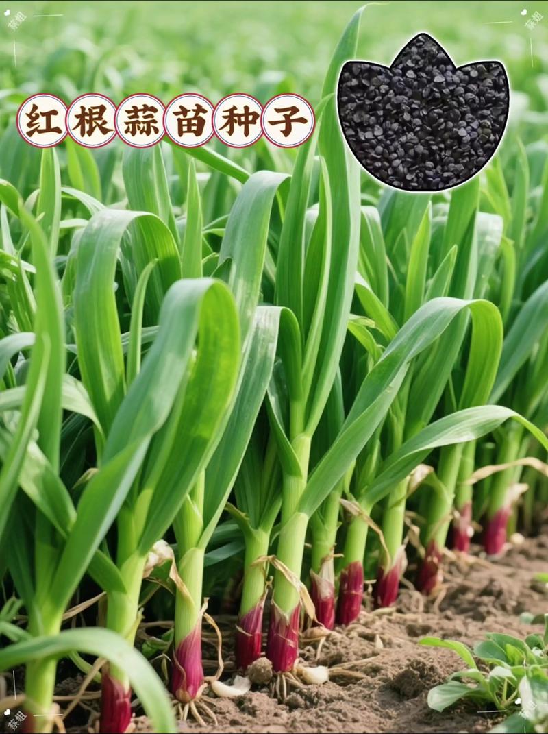 哪些蒜苗品种适合种植？-图3