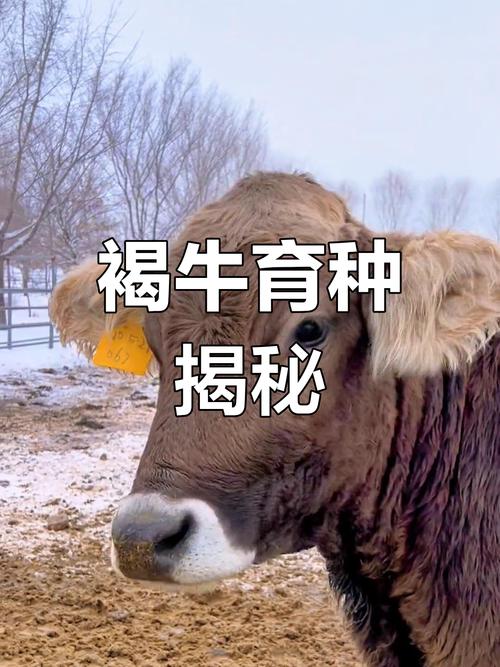 新疆伊犁有哪些牛品种？-图1