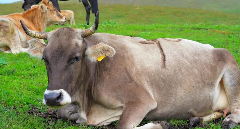 新疆伊犁有哪些牛品种？-图2