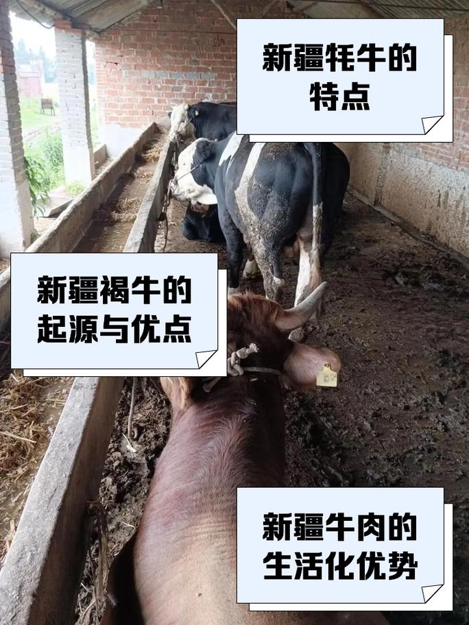 新疆伊犁有哪些牛品种？-图3