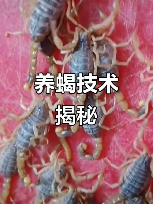 蝎子养殖技术视频怎么学?关键步骤有哪些?-图2 蝎子养殖技术视频怎么学?关键步骤有哪些?-图2
