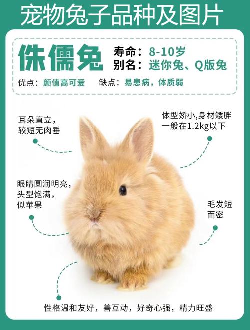 兔子有哪些常见品种？附图片详解。-图1