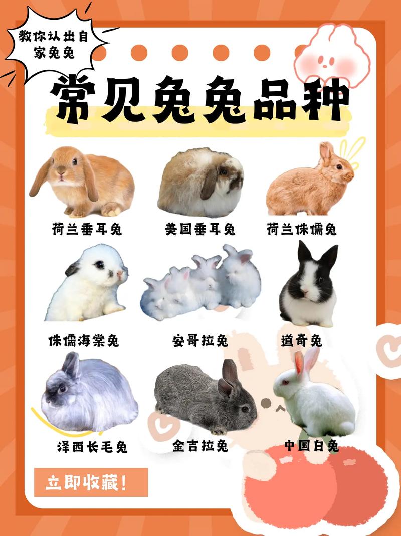 兔子有哪些常见品种？附图片详解。-图2