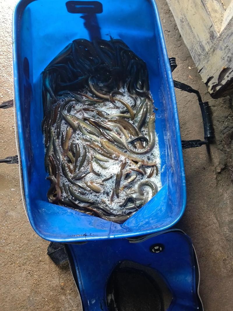 2025年泥鳅价格会涨还是跌?-图1 2025年泥鳅价格会涨还是跌?-图1