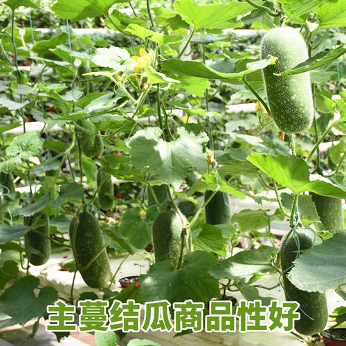 迷你冬瓜种多少？价格高不高？-图1