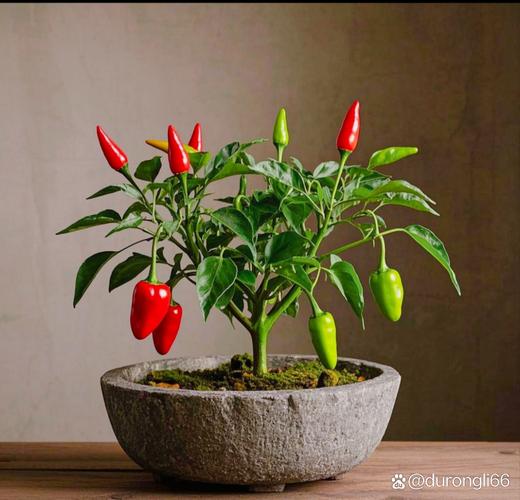 冬季盆栽辣椒种植技术-图2