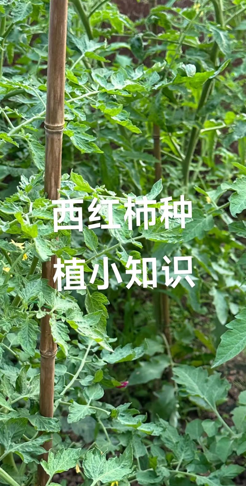 西红柿种植有哪些基本技术要点？-图1