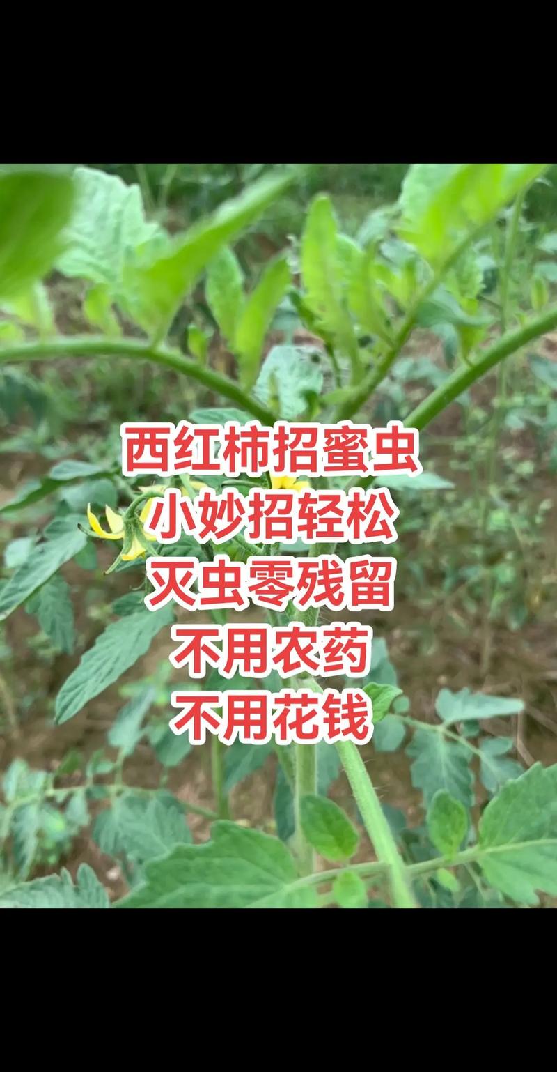 西红柿种植有哪些基本技术要点？-图3