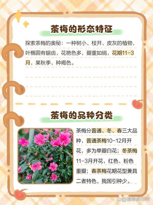 红花带白斑的茶梅品种-图2