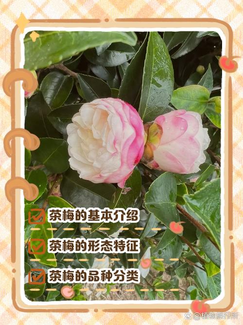 红花带白斑的茶梅品种-图1