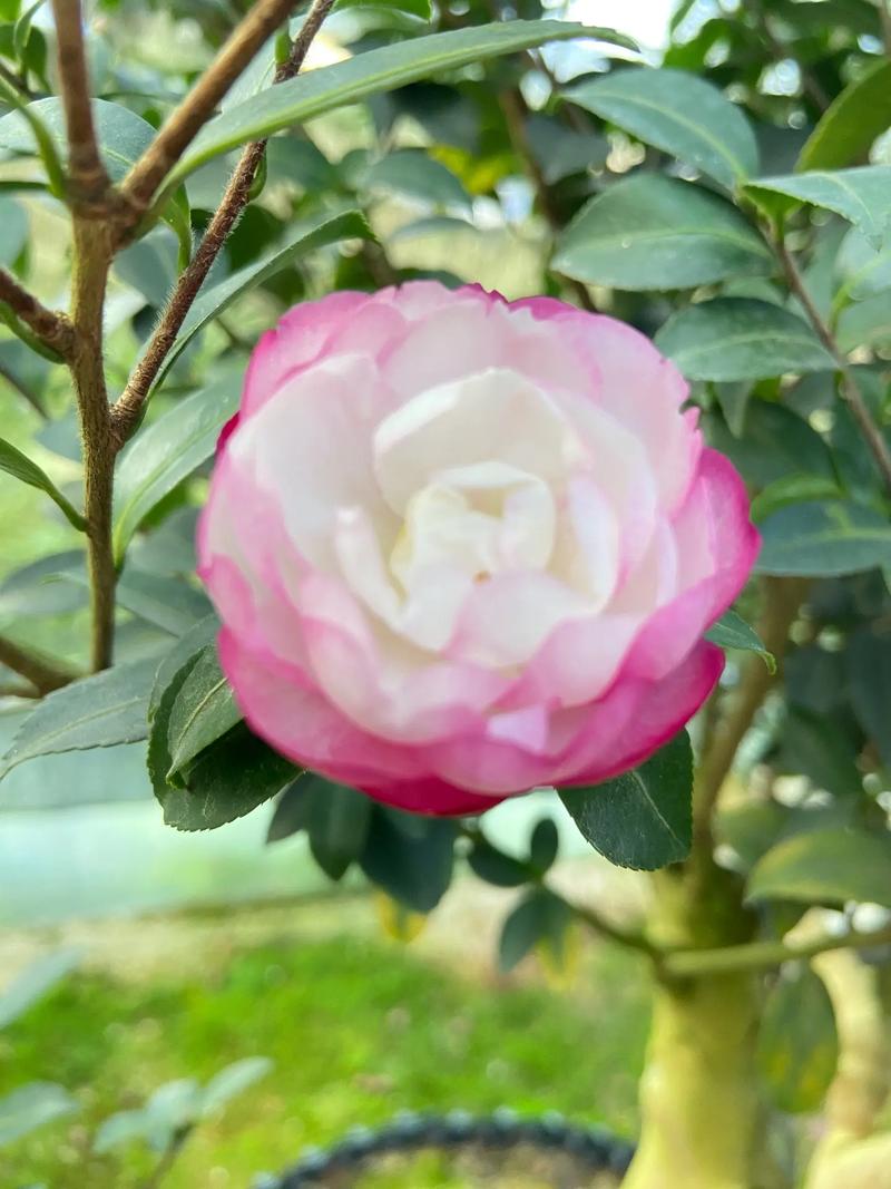 红花带白斑的茶梅品种-图3