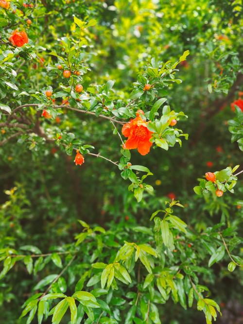 只开花不结果的石榴品种是什么?-图2 只开花不结果的石榴品种是什么?-图2