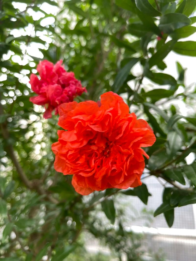 只开花不结果的石榴品种是什么?-图1 只开花不结果的石榴品种是什么?-图1