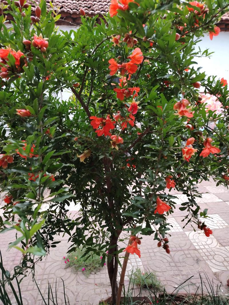 只开花不结果的石榴品种是什么?-图3 只开花不结果的石榴品种是什么?-图3