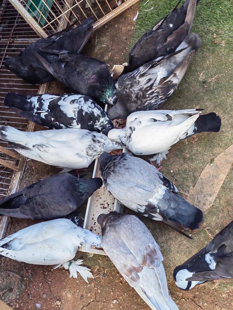 农村信鸽养殖技术视频怎么学？-图1