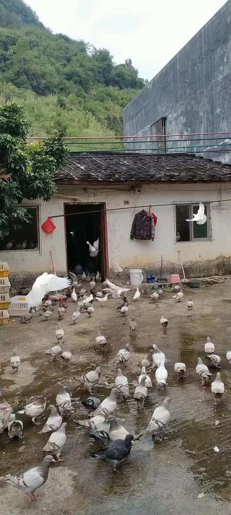 农村信鸽养殖技术视频怎么学？-图2