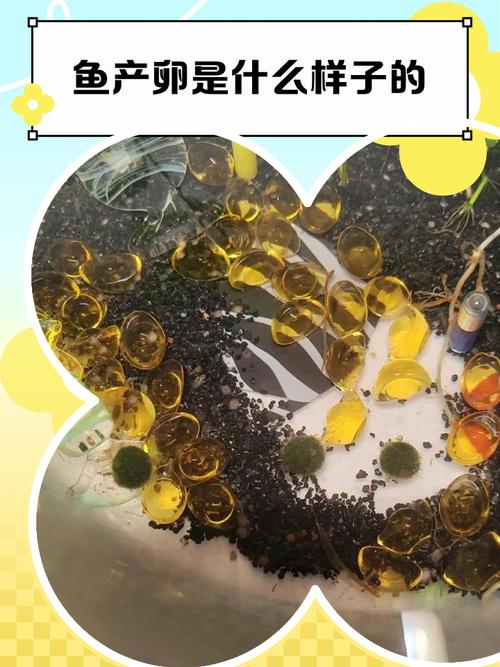 黑鱼繁殖孵化技术视频的关键步骤是什么？-图2