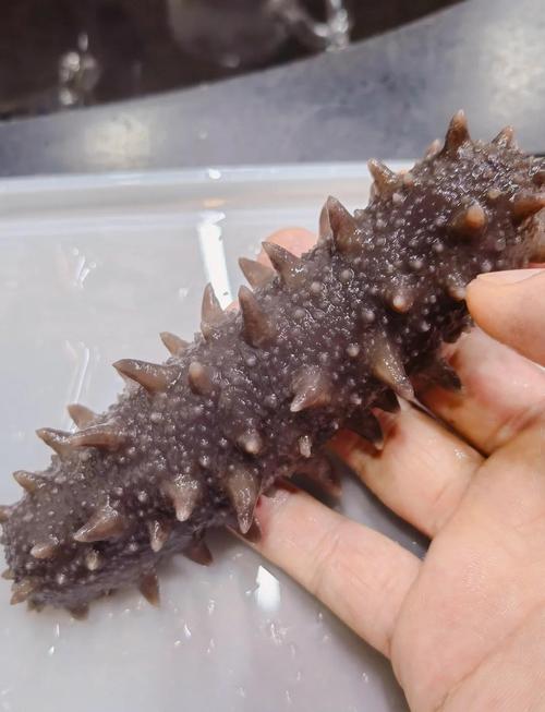 虾饲料、海参价格与马尾有何关联?-图3 虾饲料、海参价格与马尾有何关联?-图3