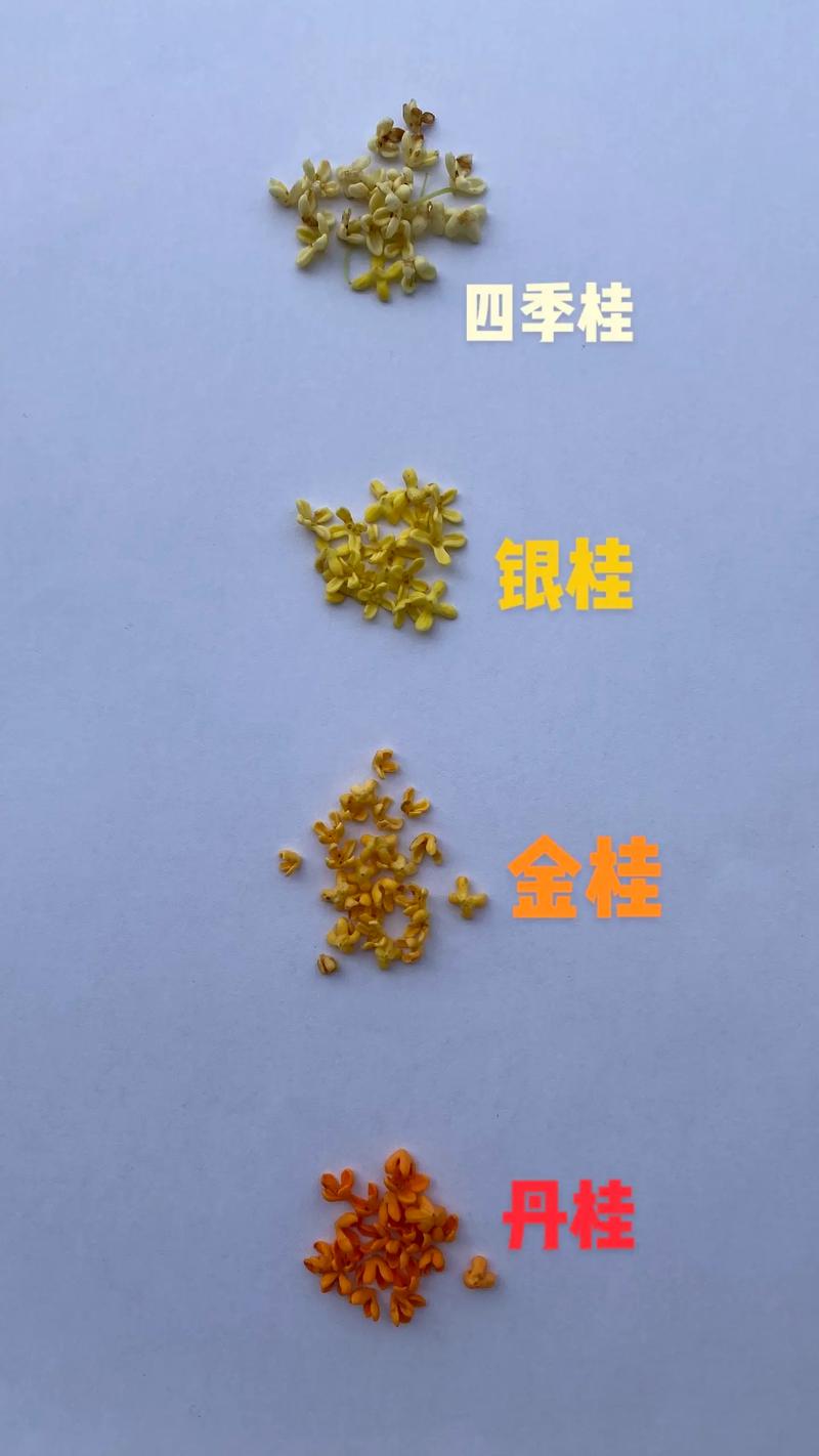 桂花品种有哪些？看图识花全解析-图1