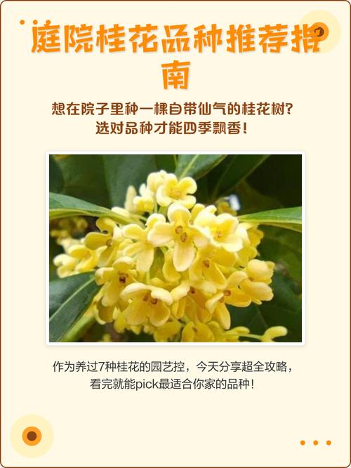 桂花品种有哪些？看图识花全解析-图3