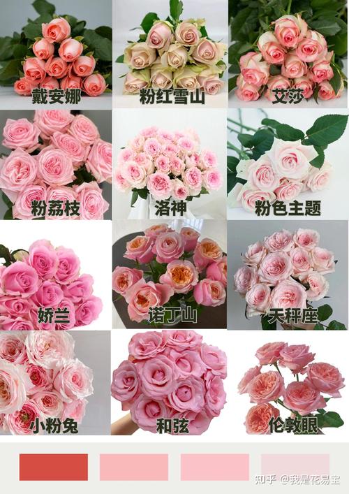 什么花品种最多？附图片？-图2