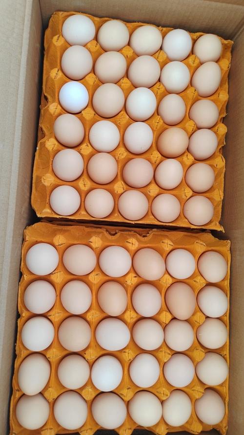 信阳固始今天鸡蛋价格-图2 信阳固始今天鸡蛋价格-图2