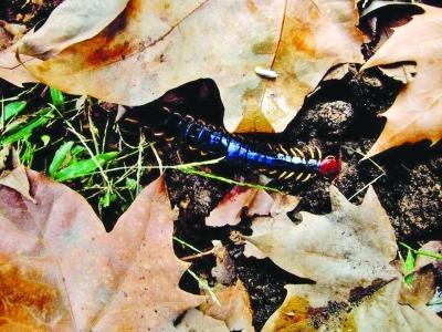 野生红头蜈蚣回收价格-图1