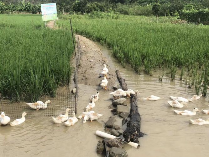 稻田围栏养鸭技术视频，如何实现生态高效？-图2