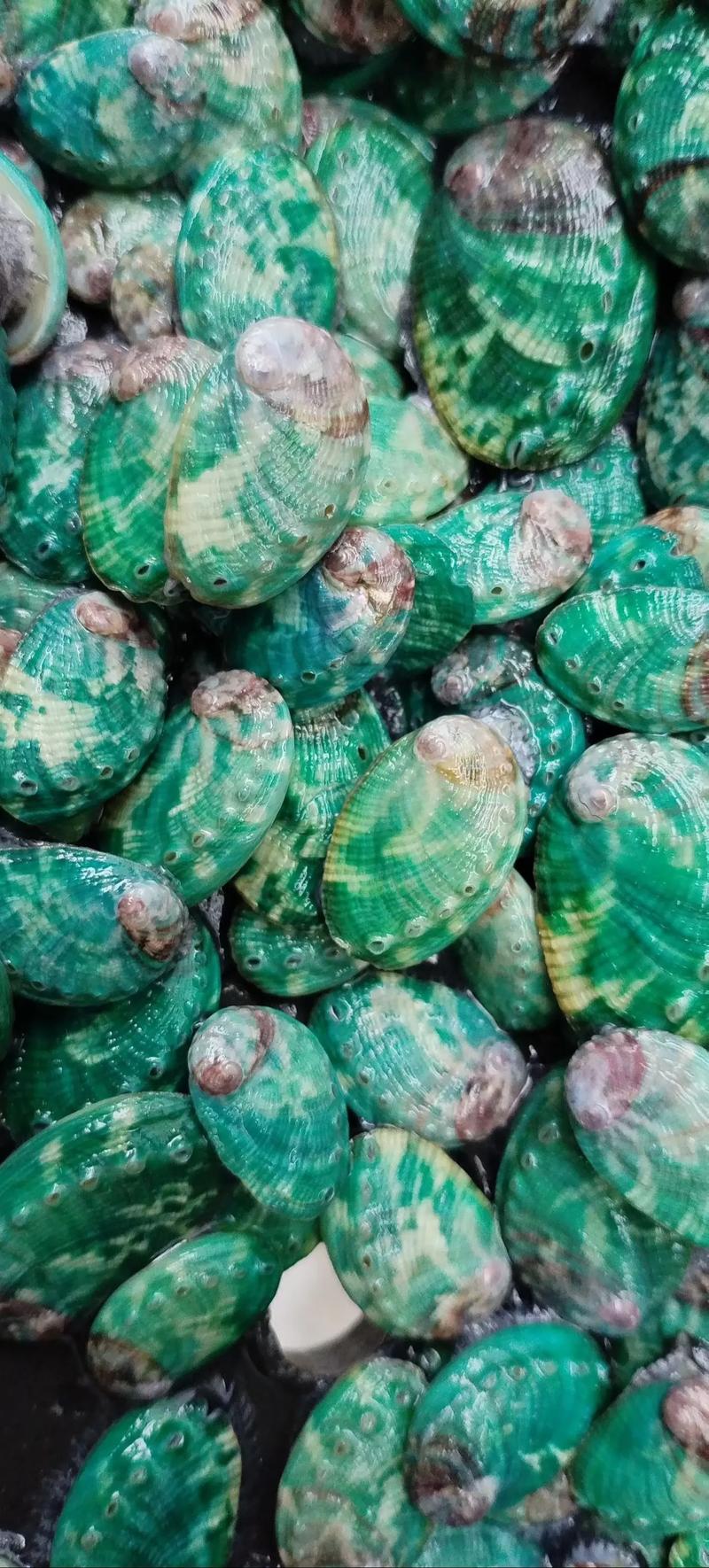 连江鲍鱼价格现在多少钱一斤?-图2 连江鲍鱼价格现在多少钱一斤?-图2