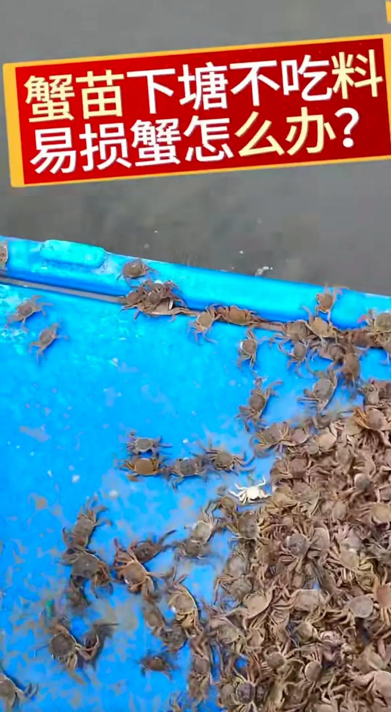 大闸蟹生态降养殖技术如何实现？-图2