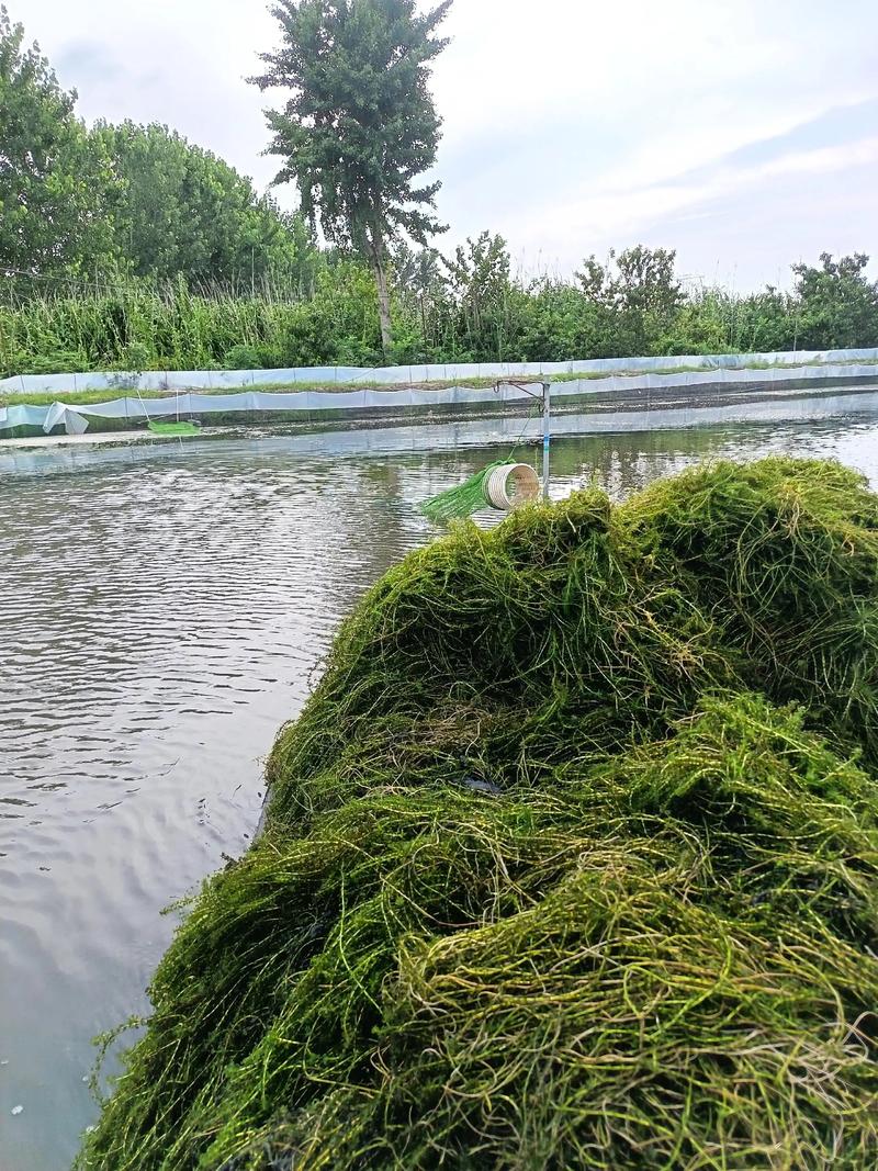 大闸蟹生态降养殖技术如何实现？-图3