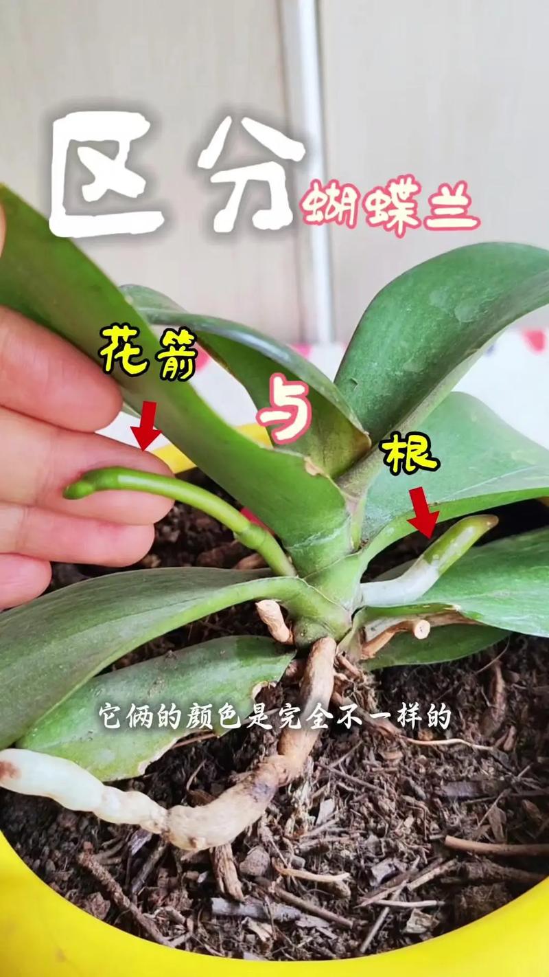 兰花根部如何辨别品种？-图1