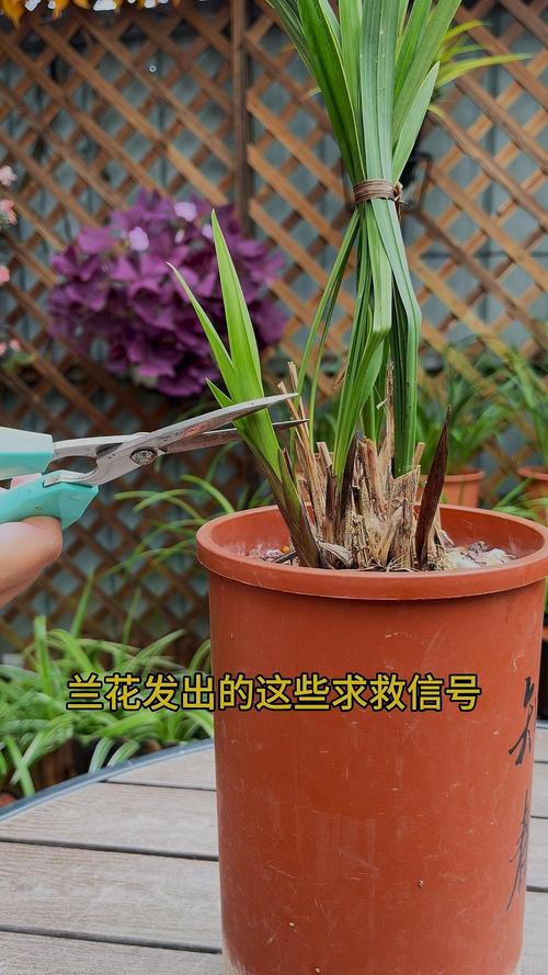 兰花根部如何辨别品种？-图2