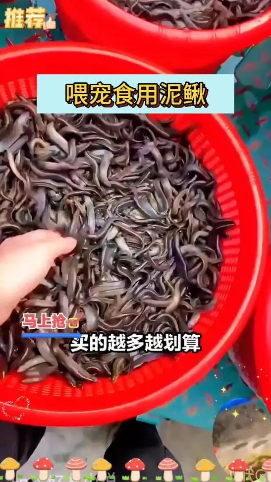 泥鳅种苗价格多少钱一斤？-图1