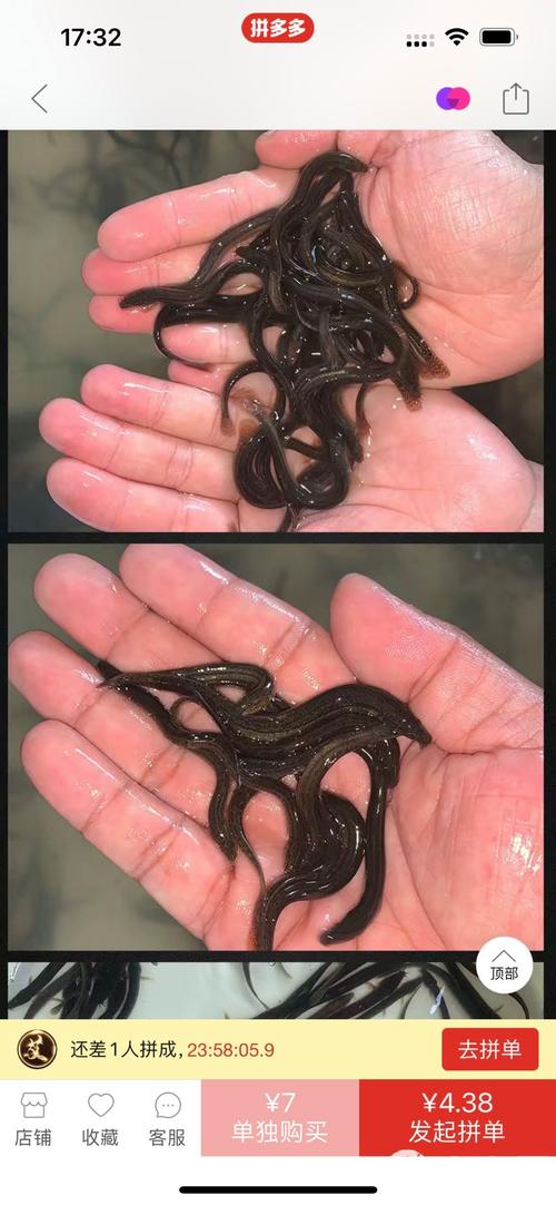 泥鳅种苗价格多少钱一斤？-图3