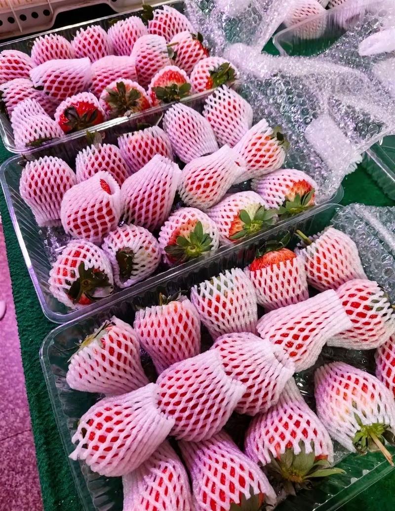 草莓棚蜜蜂选什么品种？-图1