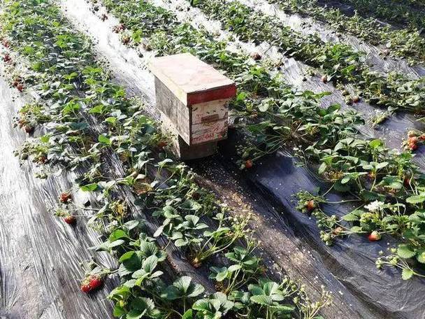 草莓棚蜜蜂选什么品种？-图2