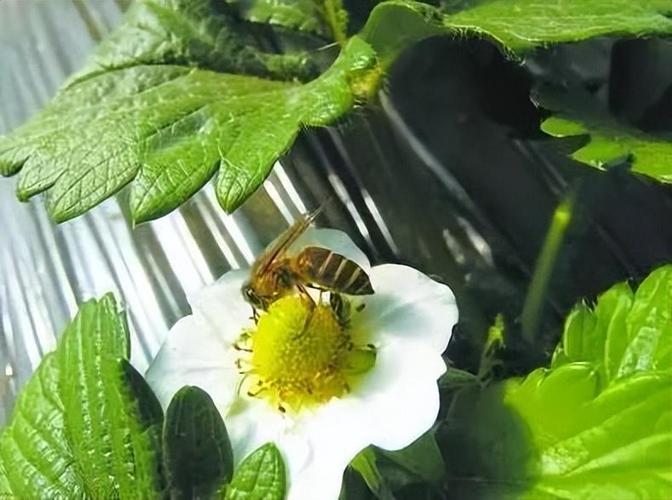 草莓棚蜜蜂选什么品种？-图3