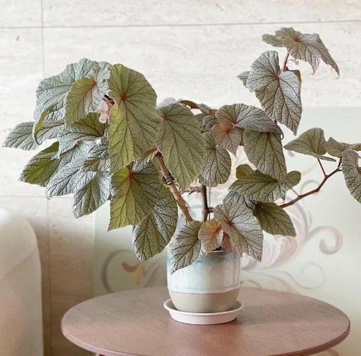 室内养海棠，哪些品种最合适？-图3