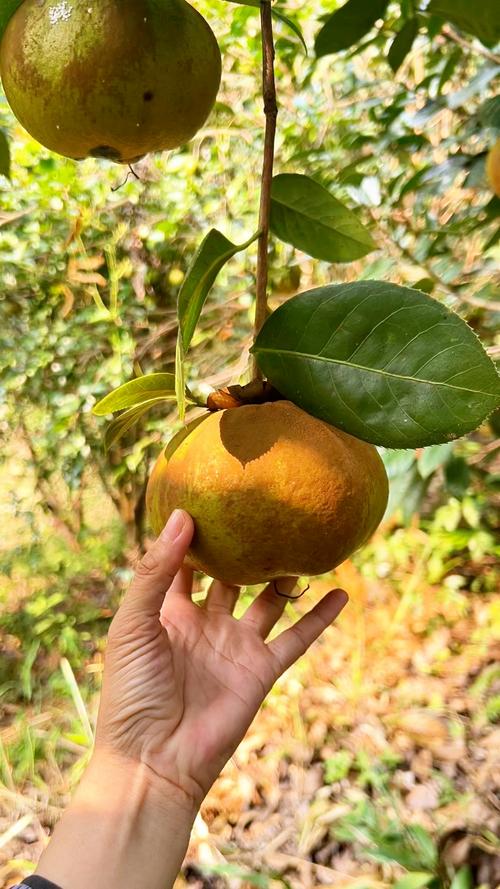 2025年油茶果价格会涨还是跌？-图1