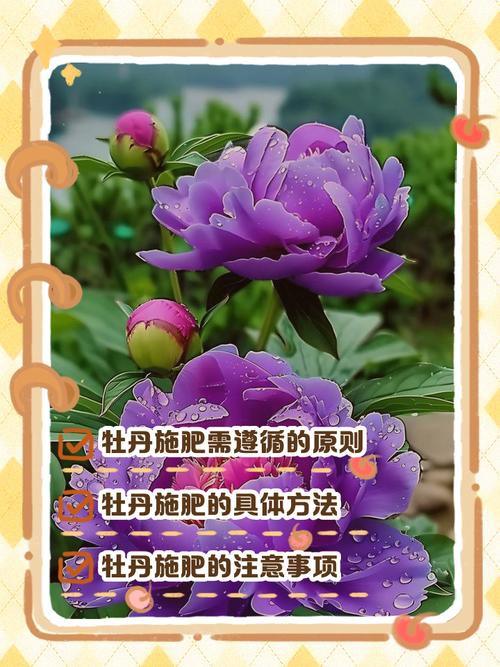 秋季盆栽牡丹施肥该注意啥?-图1 秋季盆栽牡丹施肥该注意啥?-图1