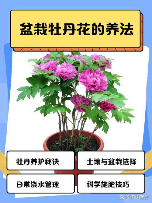 秋季盆栽牡丹施肥该注意啥?-图2 秋季盆栽牡丹施肥该注意啥?-图2