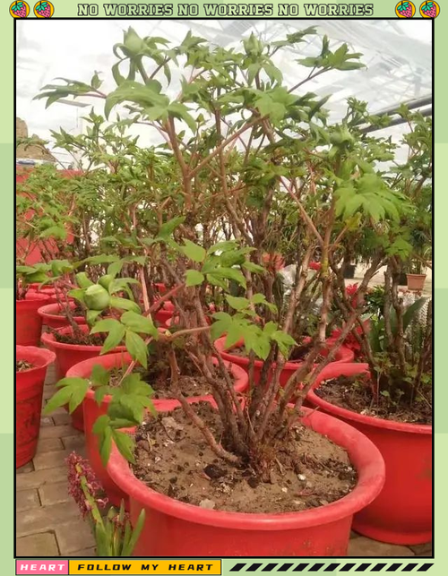 秋季盆栽牡丹施肥该注意啥?-图3 秋季盆栽牡丹施肥该注意啥?-图3