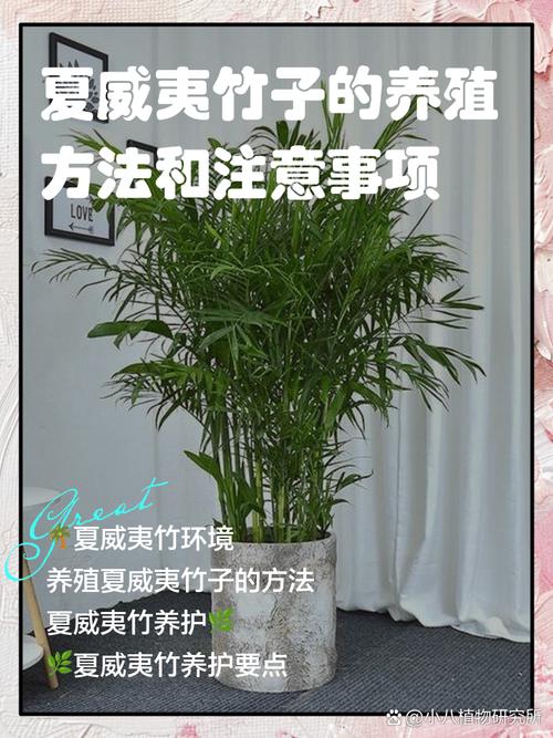 竹子的品种和养殖方法-图1 竹子的品种和养殖方法-图1