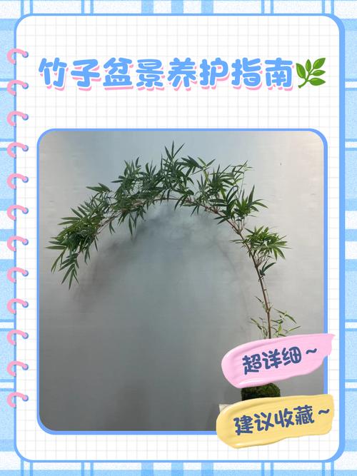 竹子的品种和养殖方法-图2