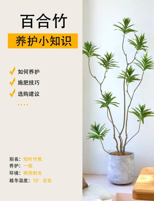 竹子的品种和养殖方法-图3