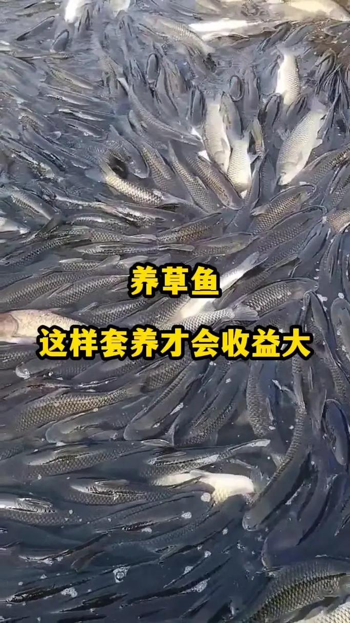 草鱼冬季养殖技术要点有哪些？-图1