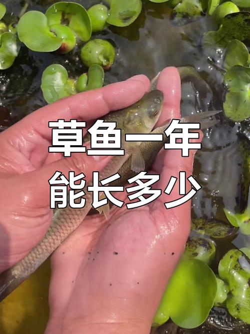 草鱼冬季养殖技术要点有哪些？-图3