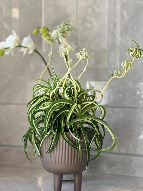 建兰叶子卷是品种问题还是养护不当？-图2